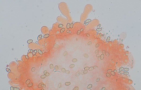 Inosperma lanatodiscum